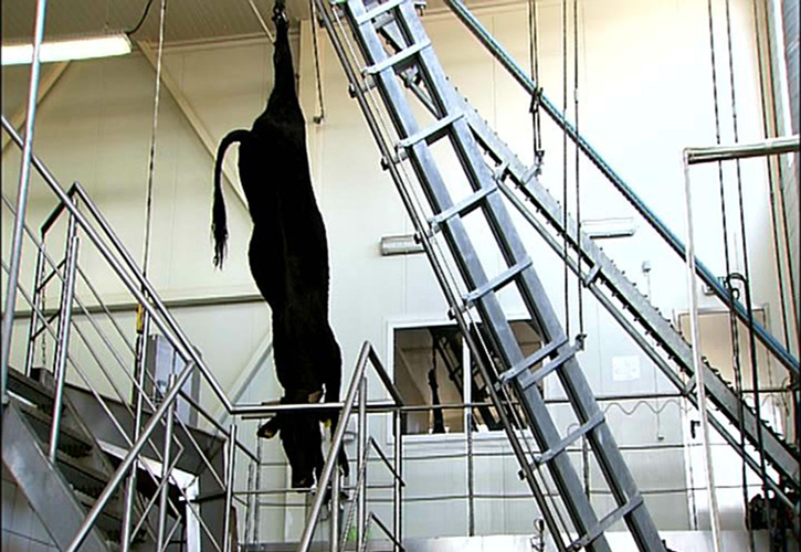 Hoist Device of Live Cattle