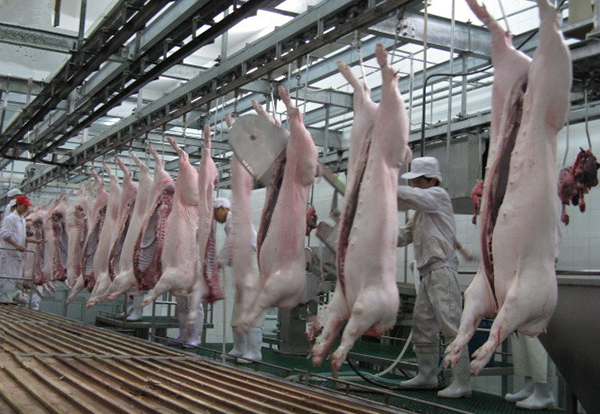 Carcass Processing And Conveying Line