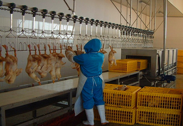 Hoist Device of Live Cattle