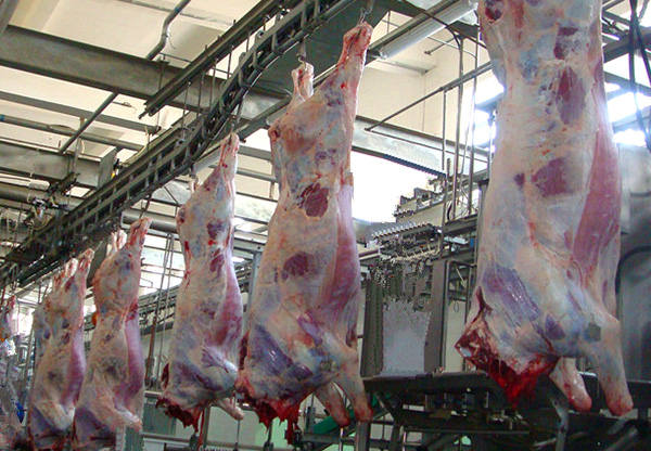 Carcass Processing And Conveying Line